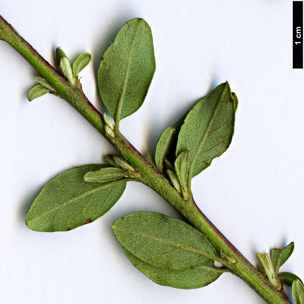 High resolution image: Family: Rosaceae - Genus: Cotoneaster - Taxon: conspicuus - SpeciesSub: ’Twyfords Alarm’